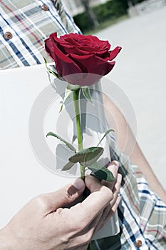 Red rose and book for Saint George Day