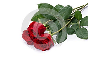 Red rose bouquet flower isolated on white clipping path included