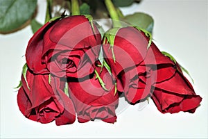 Red Rose Bouquet Isolated on White