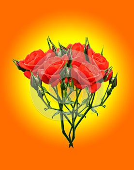 Red rose. Bouquet of red roses on a yellow background