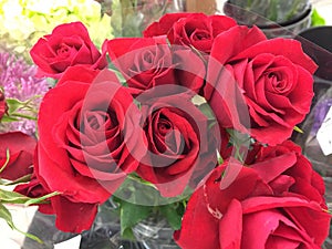 Red Rose Bouquet wrapped in cellophane