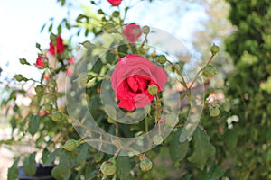 Red rose and bourgeons