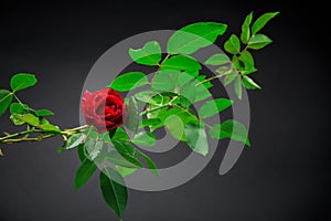 Red rose on a branch with foliage on a black background.