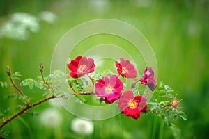 Red rose branch in full bloom