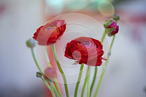 Red Rose on the branch for valentine day background