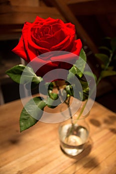 Red Rose