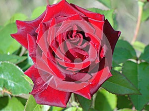 Červená růže v jasný sluneční světlo 