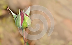 Red rose brown background