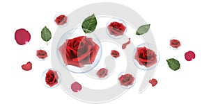 Red rose in bubble with green leaves and rose petals on white background