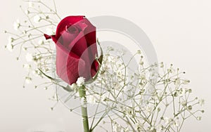 Red rose bud