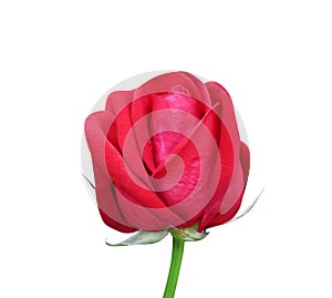 Red rose bud bright flower begin blooming  in vertical with green stem and leaf patterns isolated on white background , clipping