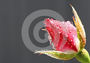 Red Rose bud closeup macro after spring rain with water droplets