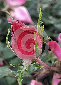 Red rose bud with dew drops