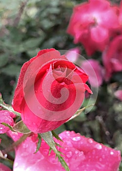 Red rose bud with dew drops