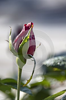 Red rose bud with dew drops on a blurred background