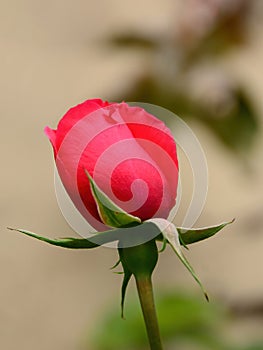 Red rose bud in the garden, blurred background