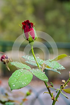 Red Rose bud in the garden over natural background after rain