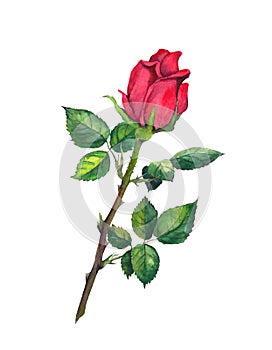 Red rose bud with leaves - one flower at stem. Watercolor