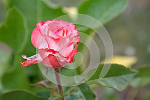 Red rose bud on a long stem with blurred leaves on the background