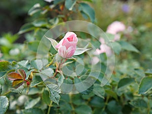 Red rose bud on a long stem with leaves on blurred background