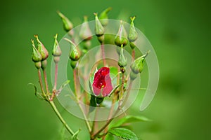 Rosa rossa germoglio 