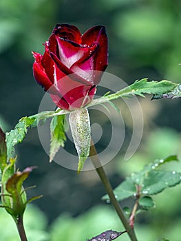 Bright red rose Bud with raindrops, macro