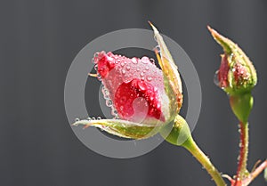 Red Rose bud after spring rain with water droplets