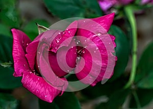 Red rose bud with water drops on garden in detail