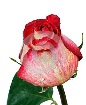 Red rose bud in water drops isolated