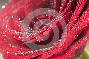 Red rose bud with water drops macro