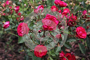 Red rose with buds