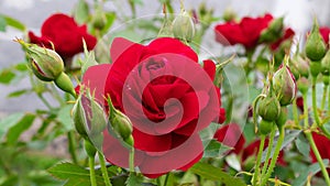 Red rose with buds in the garden close up