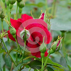 Red rose with buds in the garden close up