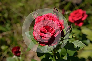 Red rose with buds in summer garden on sunny day