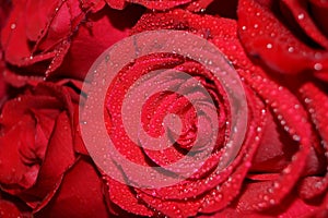 red rose buds with water drops like diamonds