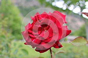 Red Rose in Bulgaria in the Rupite complex photo