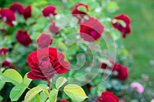 Red rose bush in the garden