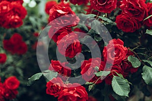 Red Rose Bush Growing In Garden