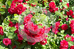Red rose bushes with green leaves, a perfect gift for a woman for any occasion. Luxury view on a summer day