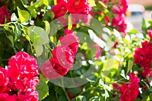 Red rose bushes with green leaves, a perfect gift for a woman for any occasion. Luxury view on a summer day