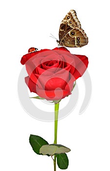 Red rose with butterfly and ladybug