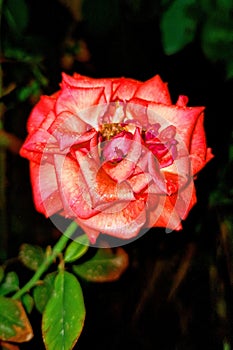 A red rose captured at night.