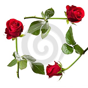 Red rose card