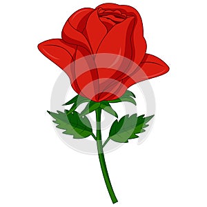 Red rose cartoon