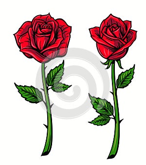 Red rose cartoon photo