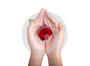 Red rose in children's hands on a white background