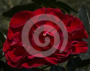 red rose Chorus Floribunda in garten