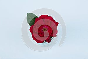 Red rose in clear glass