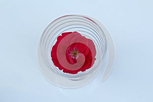 Red rose in clear glass