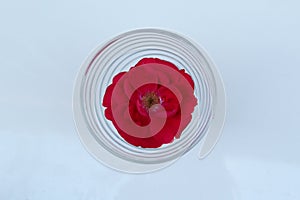 Red rose in clear glass